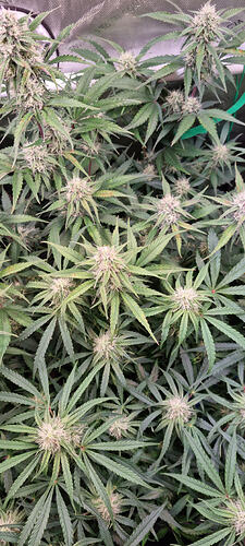 Growreport Bild 17