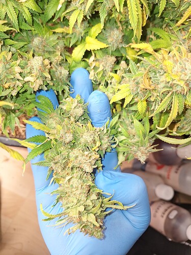 Growreport Bild 1