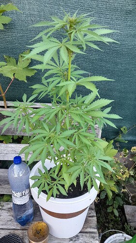 Growreport Bild 8