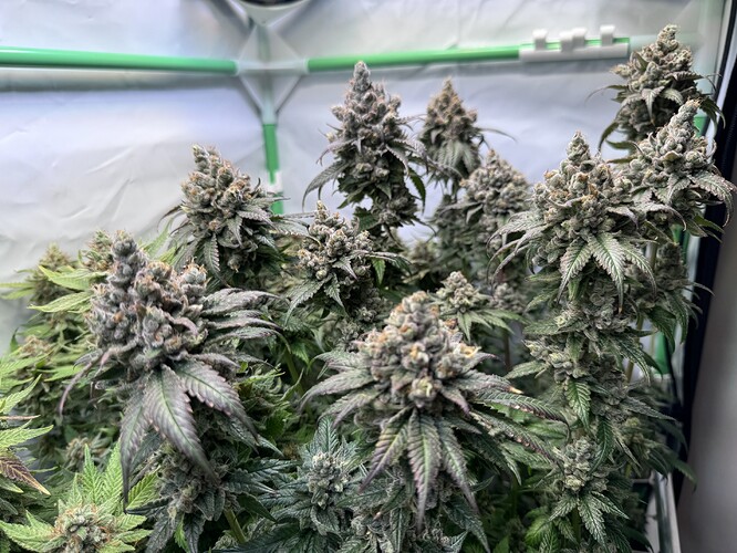 Growreport Bild 32