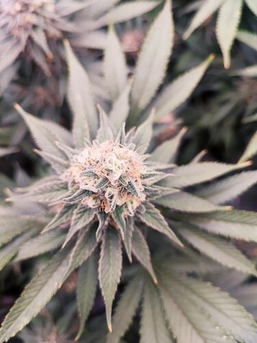 Growreport Bild 19