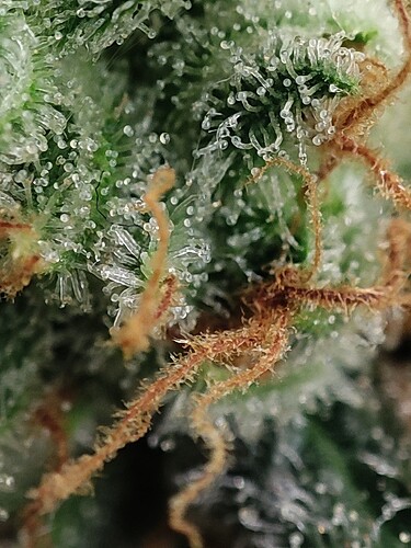 Growreport Bild 90