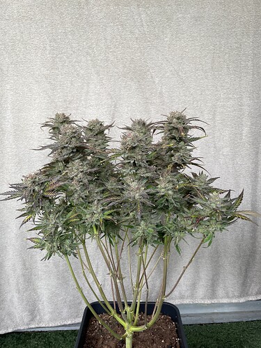 Growreport Bild 7