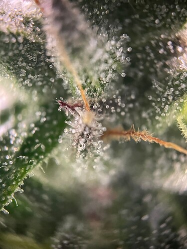 Growreport Bild 66