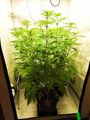 Growreport Bild 1