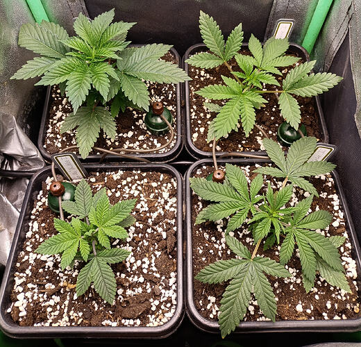 Growreport Bild 3