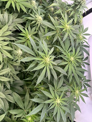 Growreport Bild 5