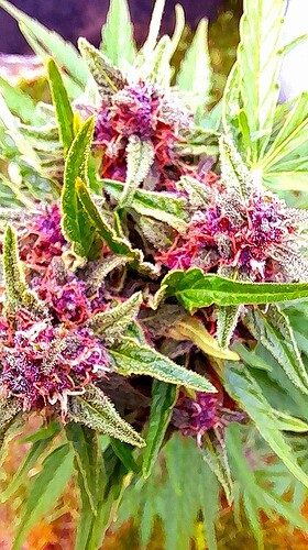 8aa948ff4f01f11280c1226c84405160bc60293e_2_421x750