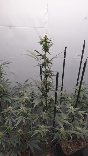Growreport Bild 5