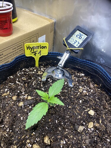 Growreport Bild 32