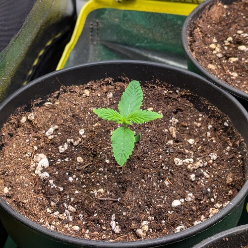 Ein junger Cannabis-Sämling in einem schwarzen Kunststofftopf mit Erde.