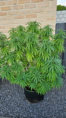 Growreport Bild 1