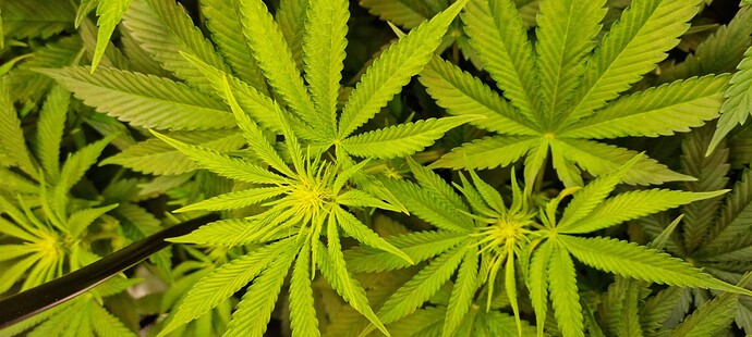 Growreport Bild 28