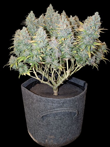 Growreport Bild 5