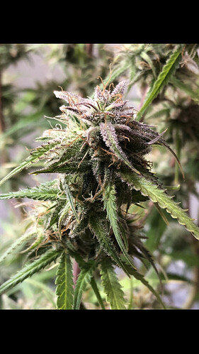 Growreport Bild 16