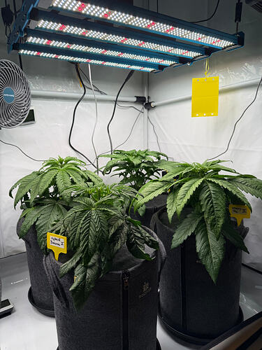 Growreport Bild 3
