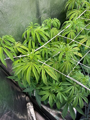 Growreport Bild 15