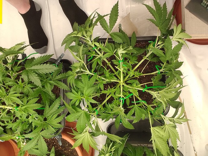 Growreport Bild 6