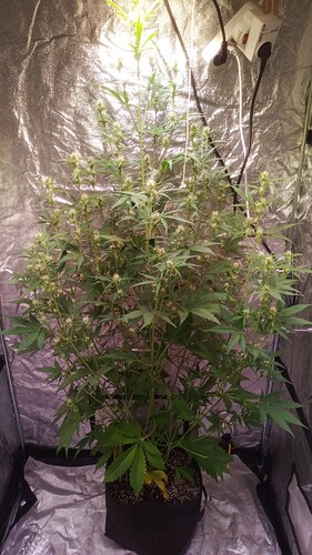 IMG_20240502_104929_326