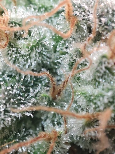 Growreport Bild 49