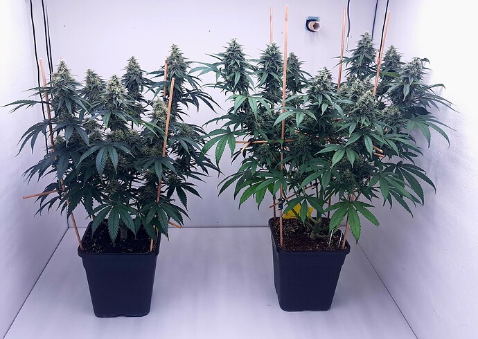 Growreport Bild 50