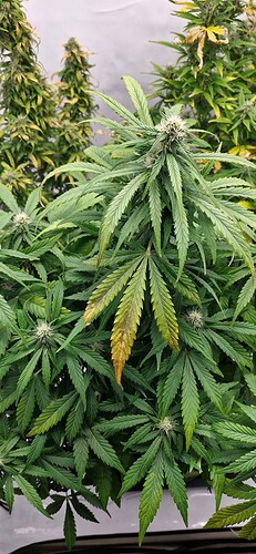 Growreport Bild 43