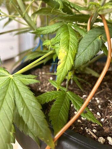 Growreport Bild 34