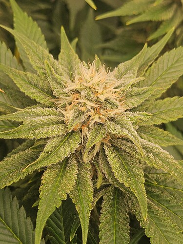 Growreport Bild 3