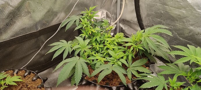 IMG_20251015_200645244