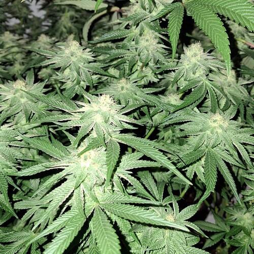 475658398_122166708470293599_612852071103732092_n