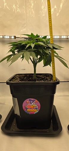 Growreport Bild 17