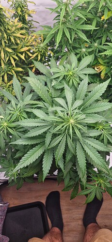 Growreport Bild 31