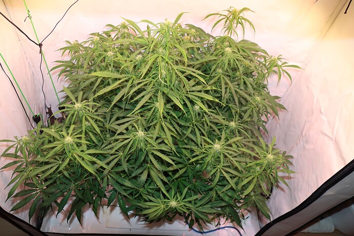 Growreport Bild 5