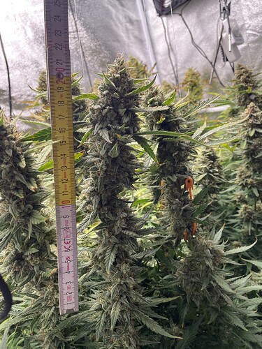 Growreport Bild 18