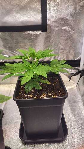 Growreport Bild 8