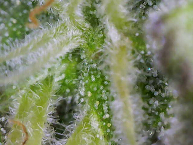 Image_2025-01-03 15_55_33_654