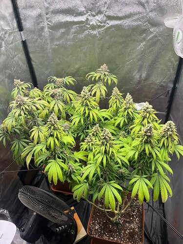 Growreport Bild 1