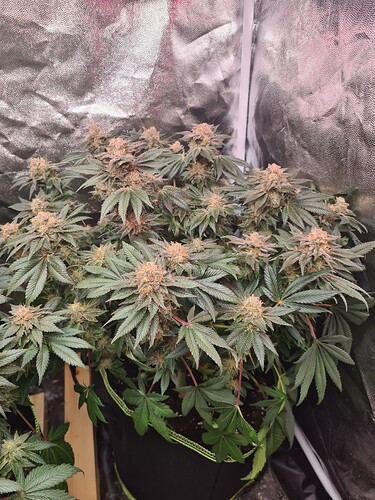 Growreport Bild 42
