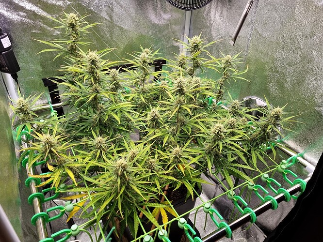 Growreport Bild 31