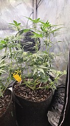 Growreport Bild 46