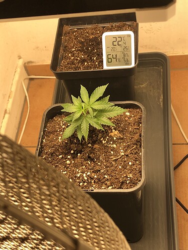 Growreport Bild 4