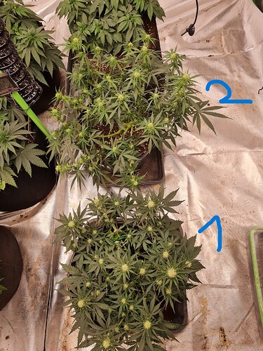 Growreport Bild 8