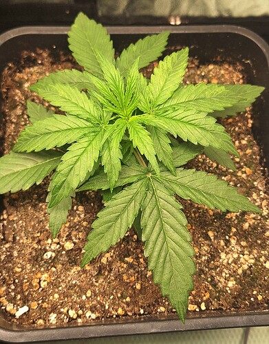 Growreport Bild 3
