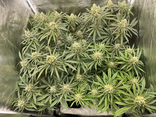Growreport Bild 1