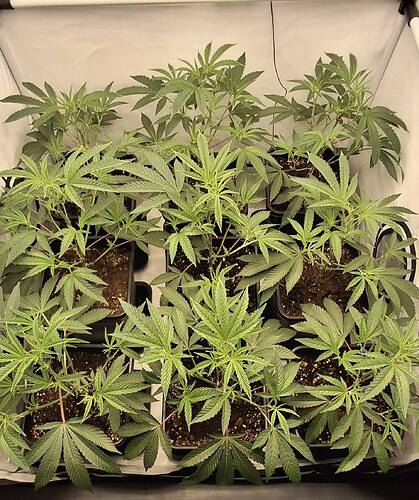 Growreport Bild 29