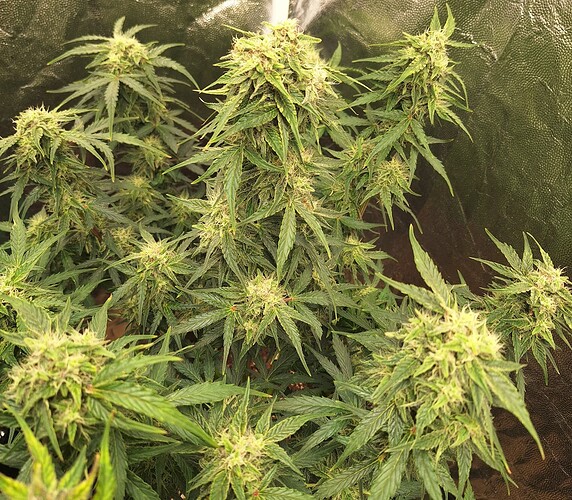 Growreport Bild 21