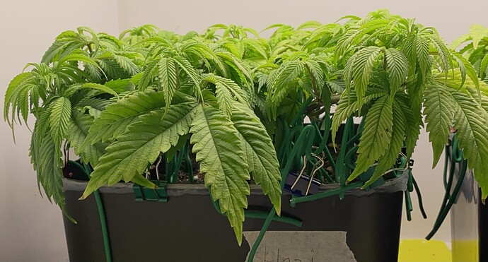 Growreport Bild 1
