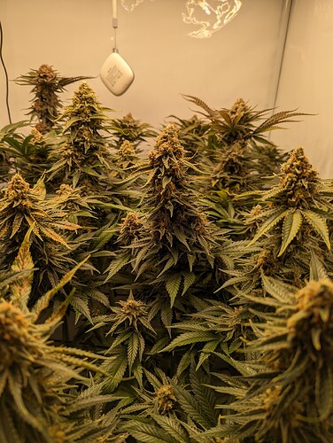 Growreport Bild 2