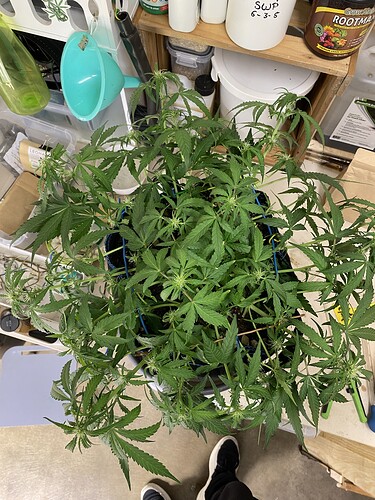 Growreport Bild 19