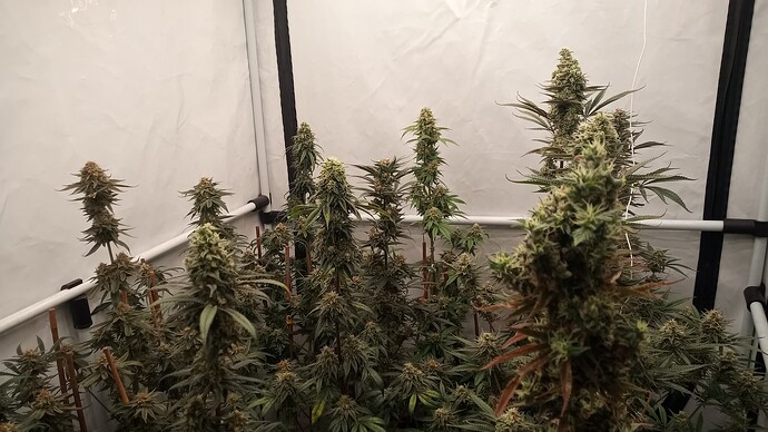 Growreport Bild 20